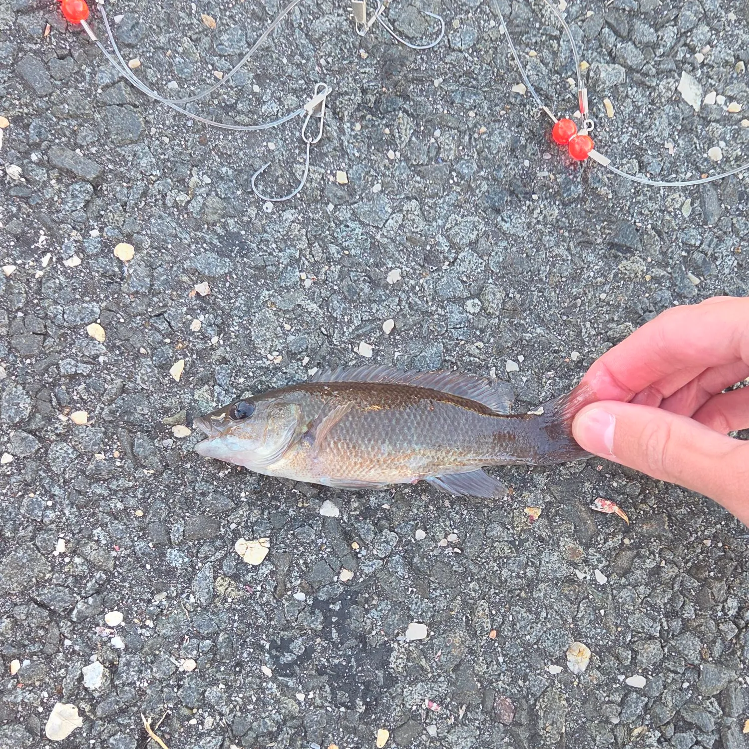 The most recent Cunner catches on Fishbrain