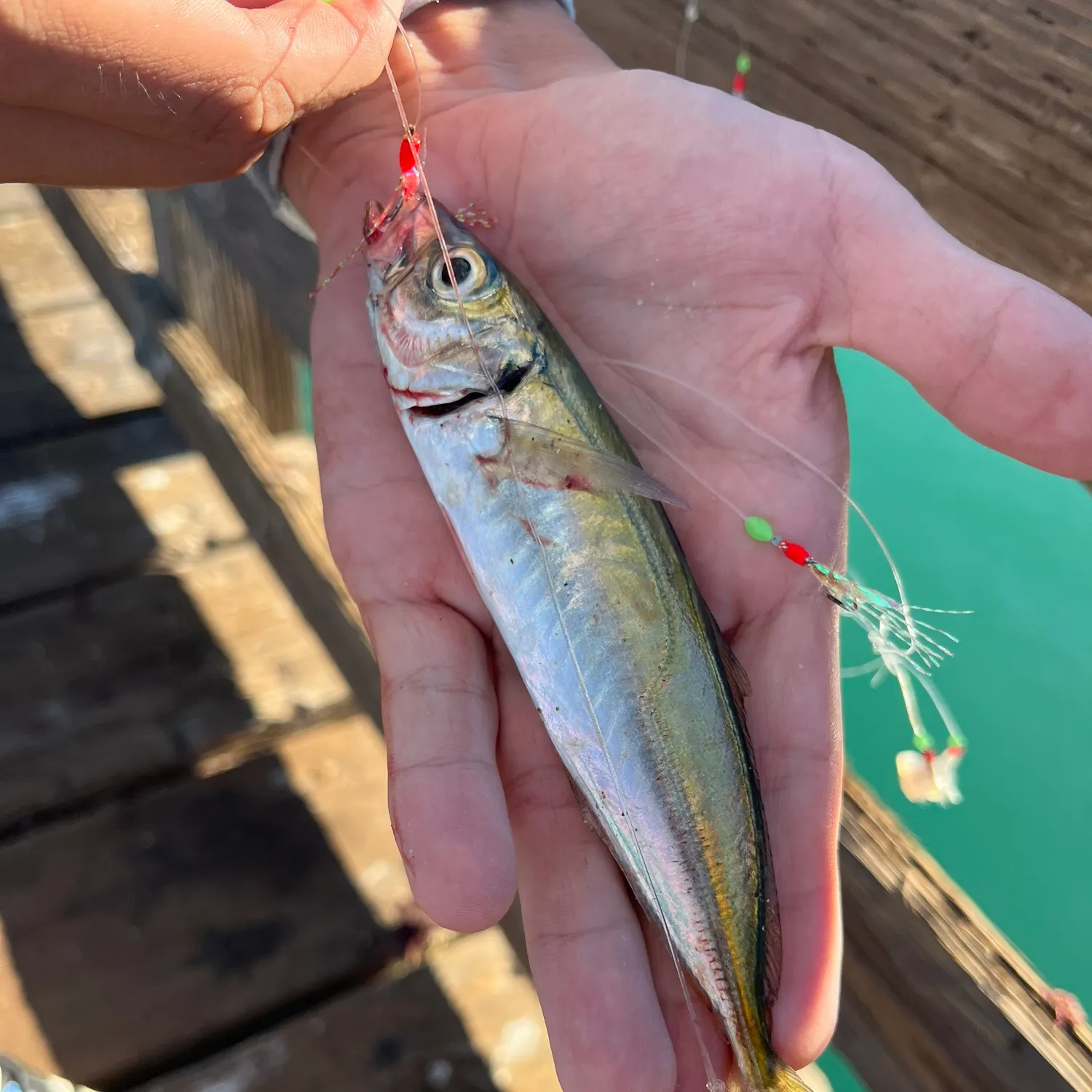 The most recent Pacific jack mackerel catches on Fishbrain