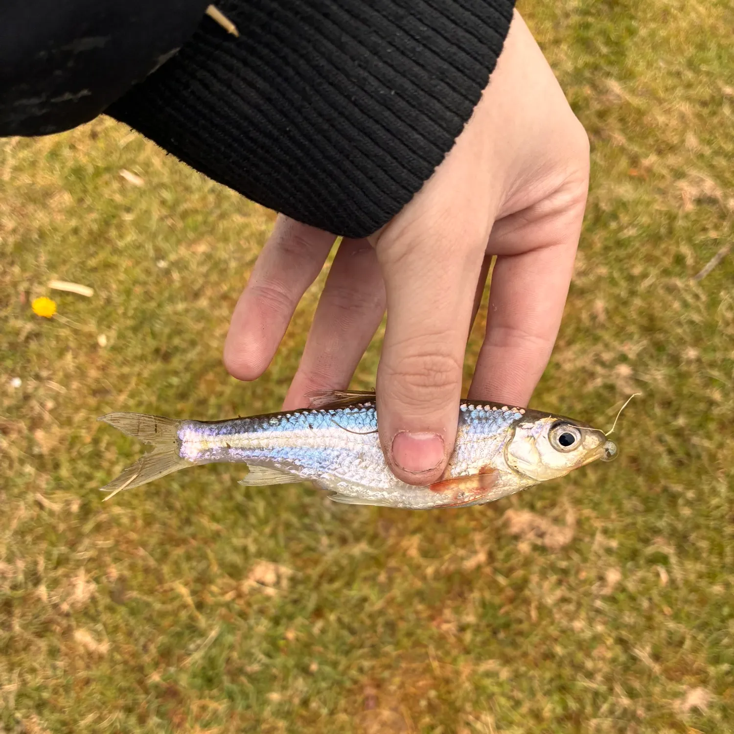 The most recent Emerald shiner catches on Fishbrain
