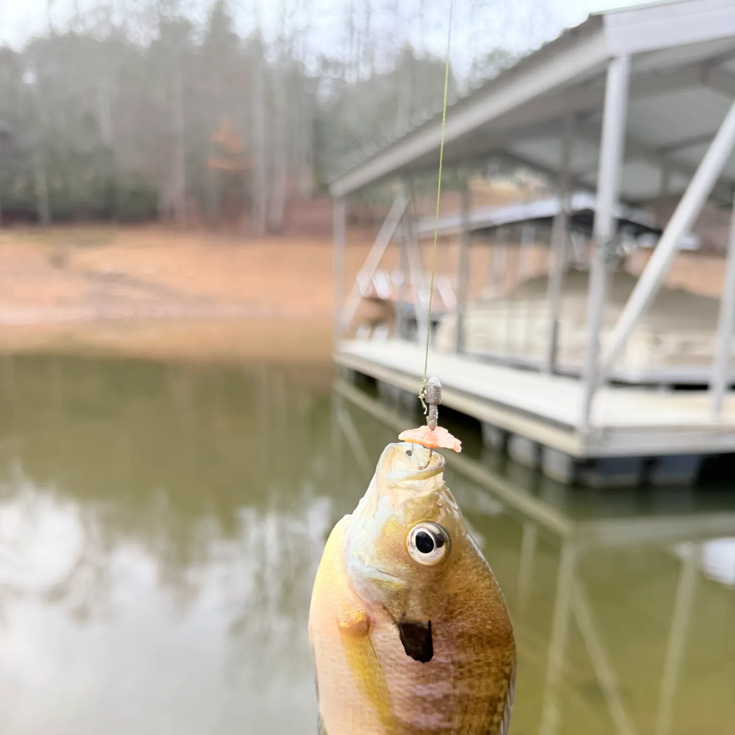 The most recent Bluegill catches on Fishbrain