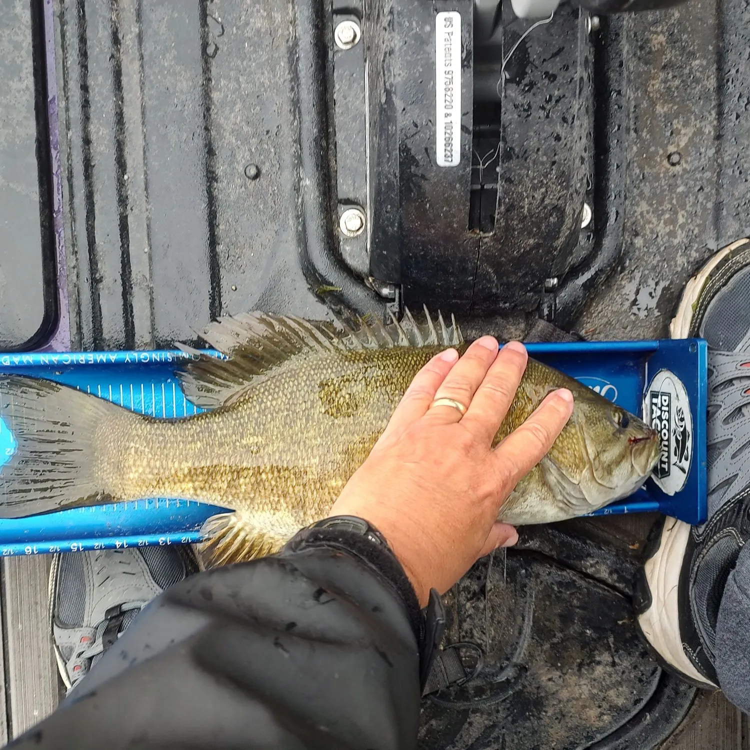 Smallmouth bass caught on Fishbrain
