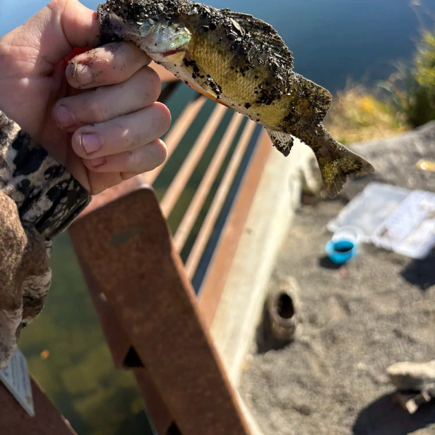 Yellow perch caught on Fishbrain