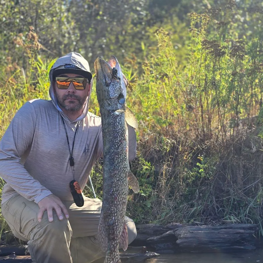 Northern pike caught on Fishbrain