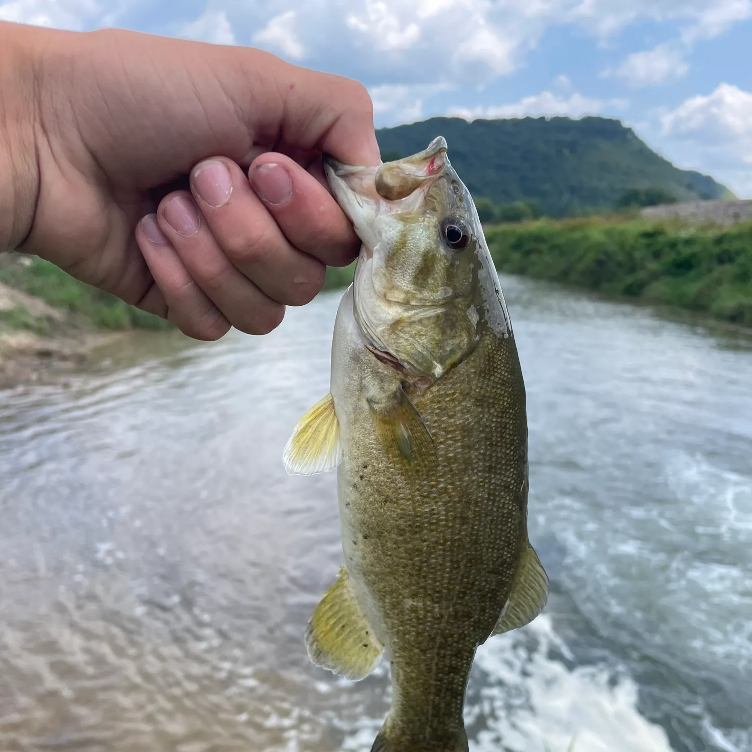 Smallmouth bass caught on Fishbrain