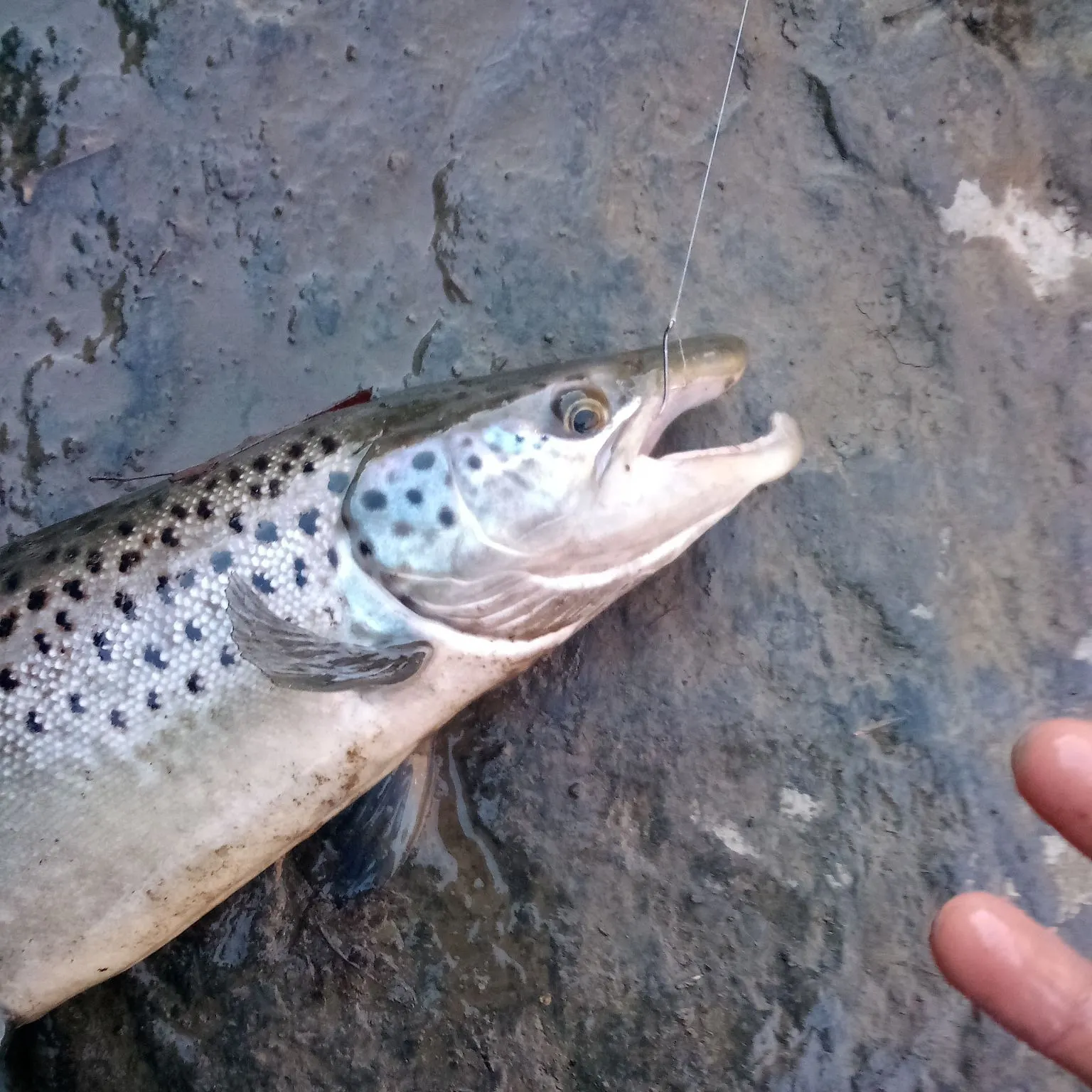 The most recent Sea trout catches on Fishbrain