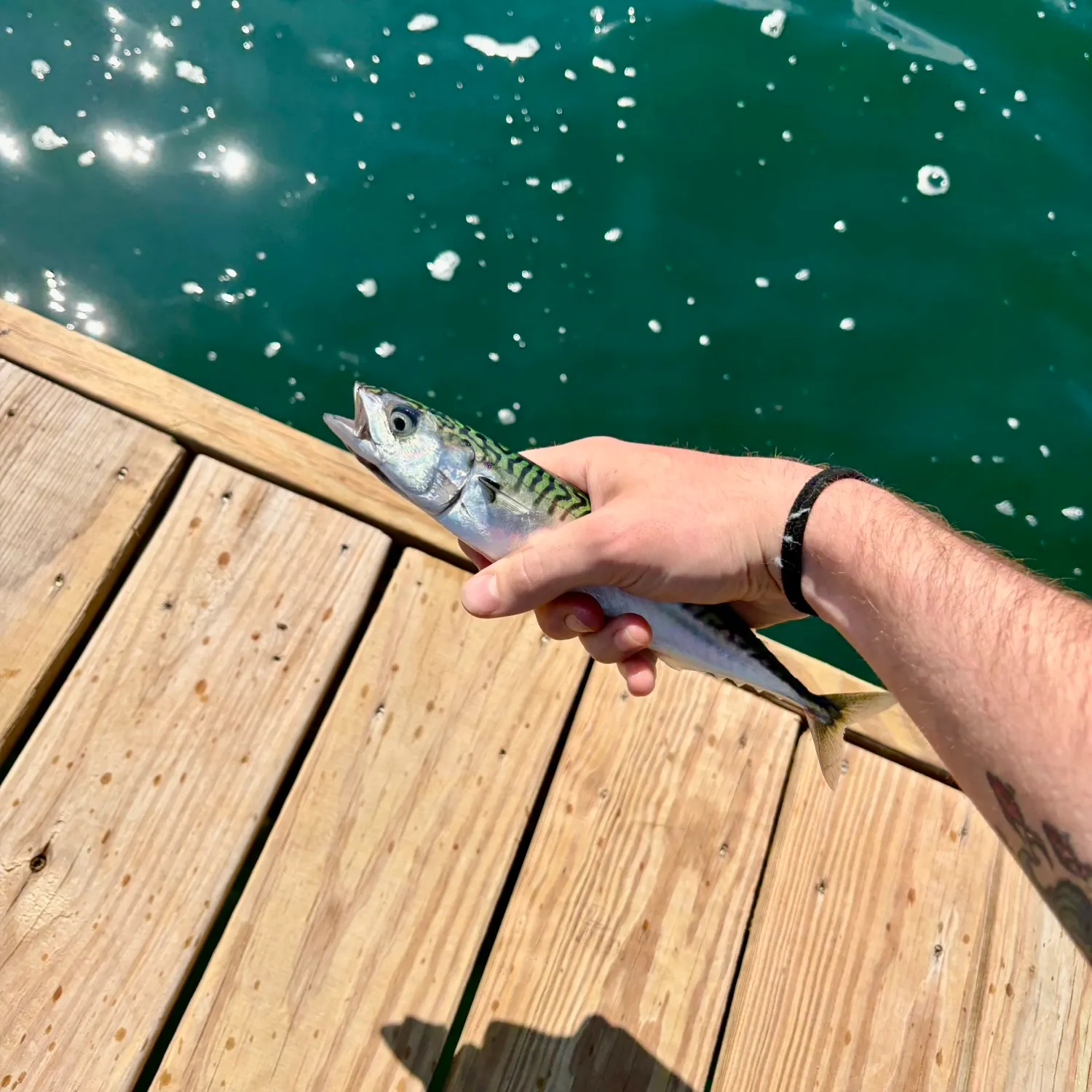 Atlantic mackerel caught on Fishbrain