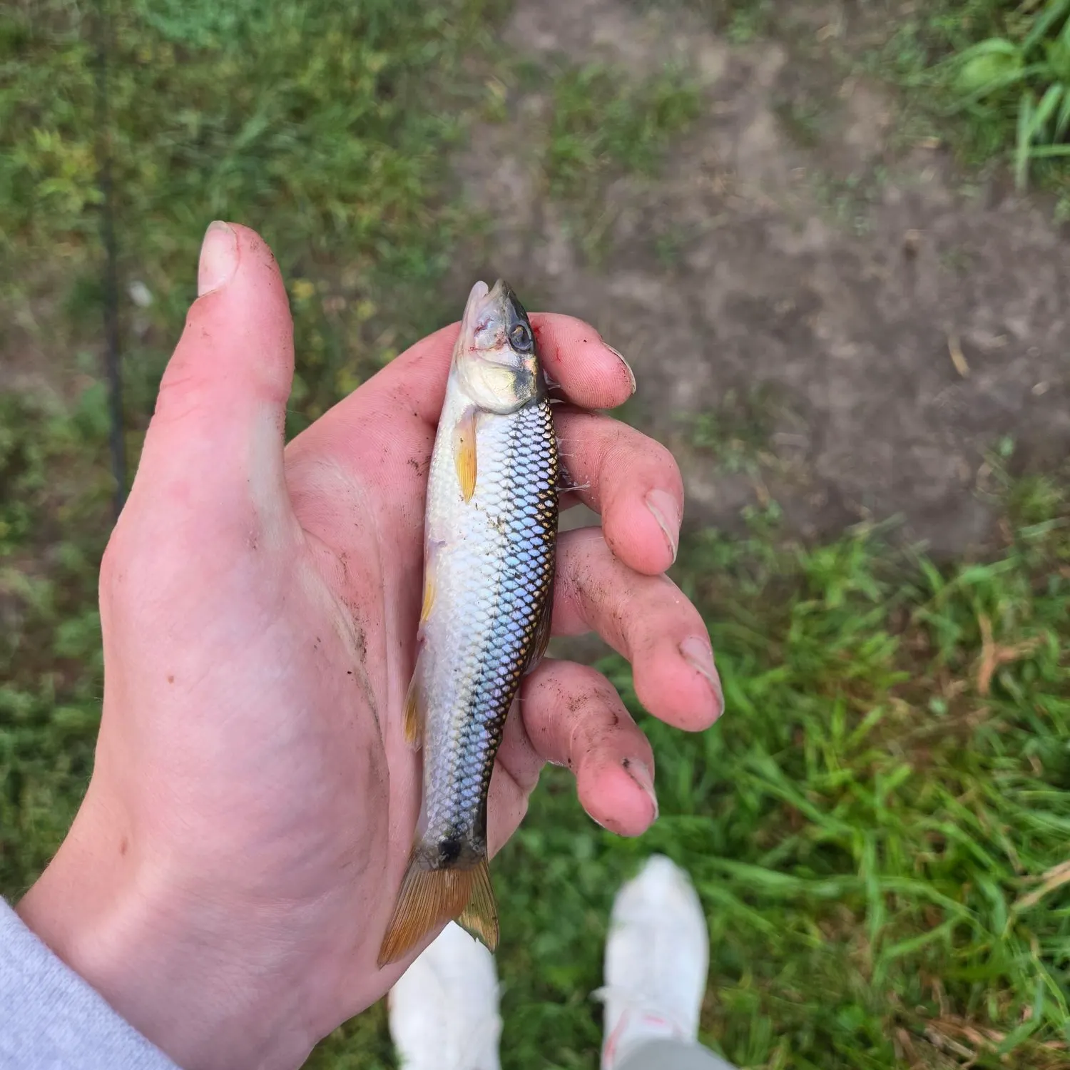 The most recent Creek chub catches on Fishbrain