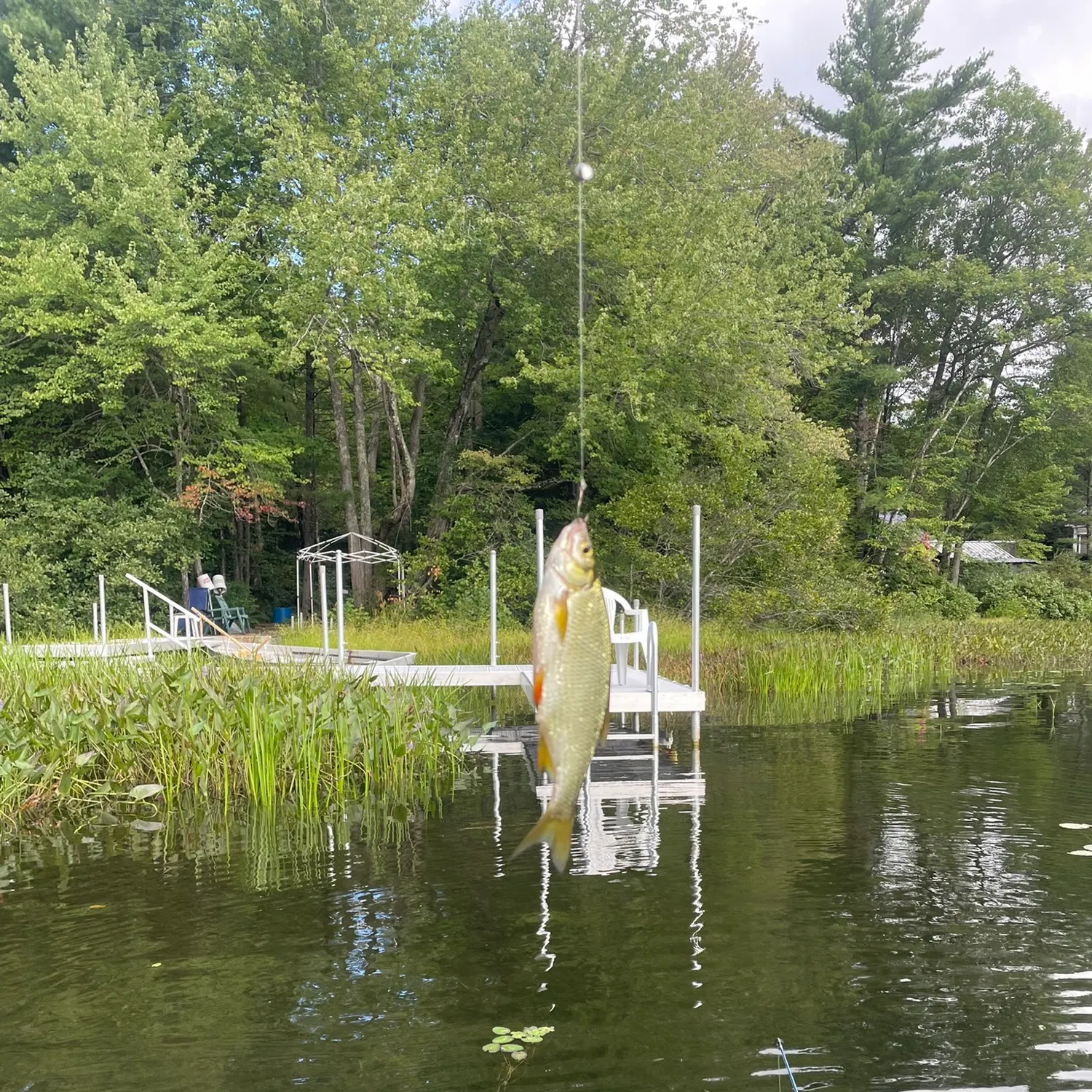 Golden shiner caught on Fishbrain