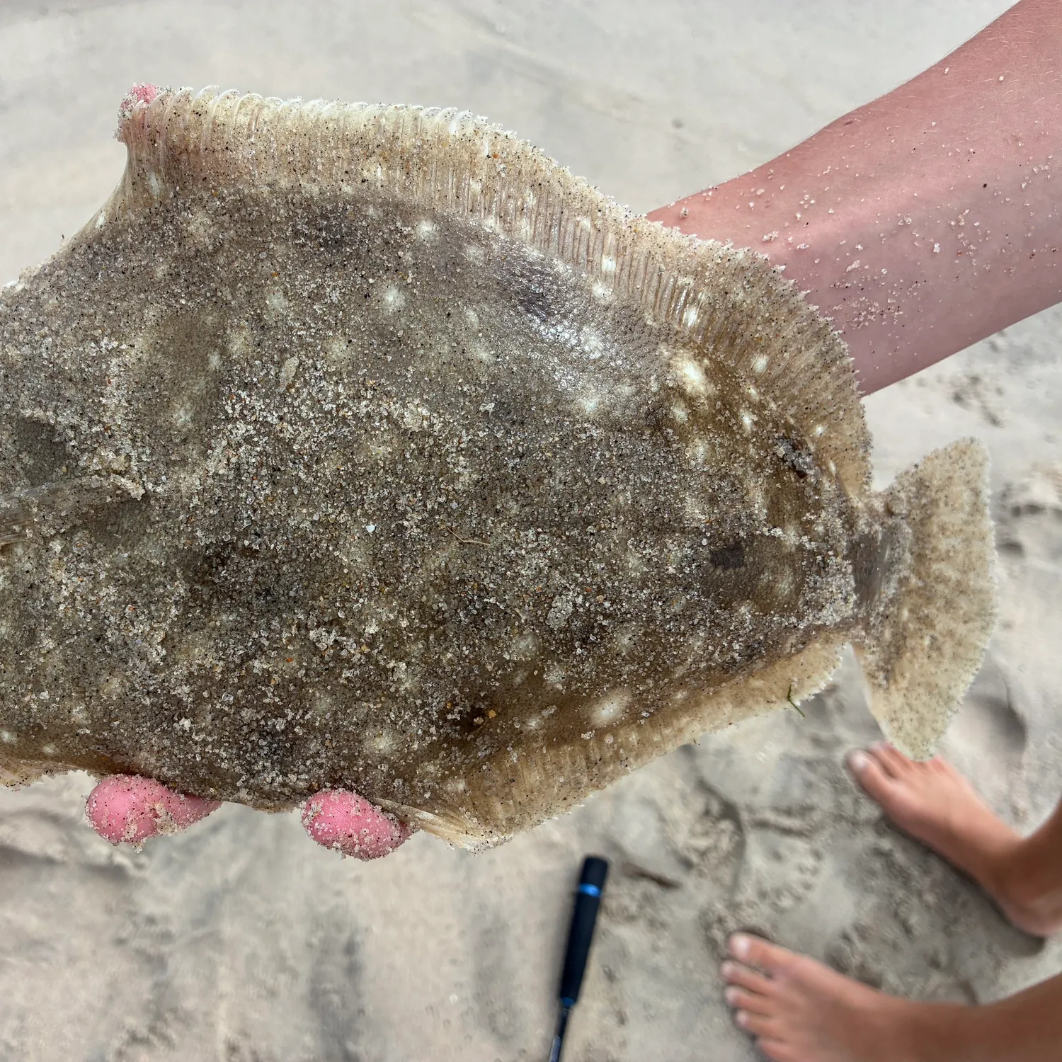 Summer flounder caught on Fishbrain
