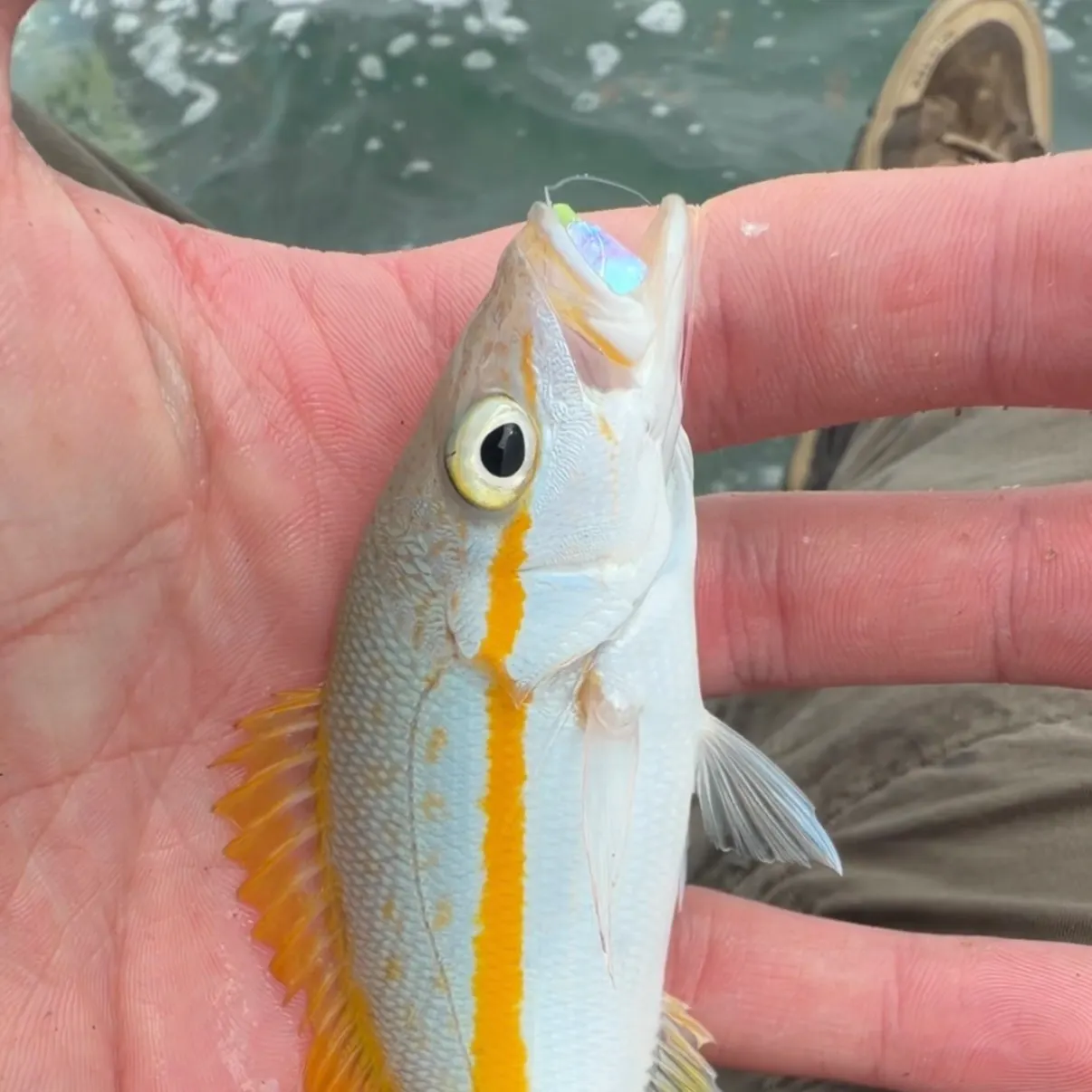 Yellowtail snapper caught on Fishbrain