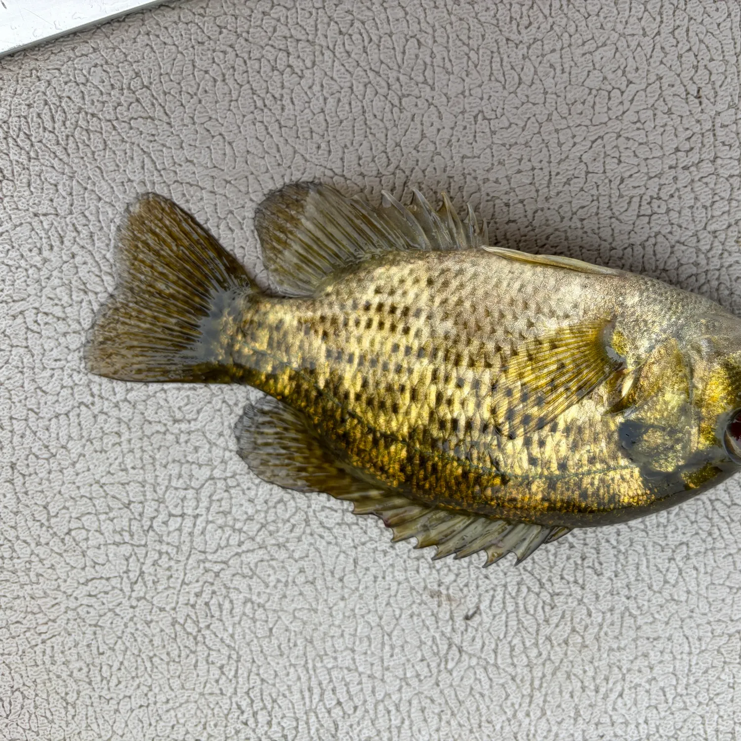 Rock bass caught on Fishbrain