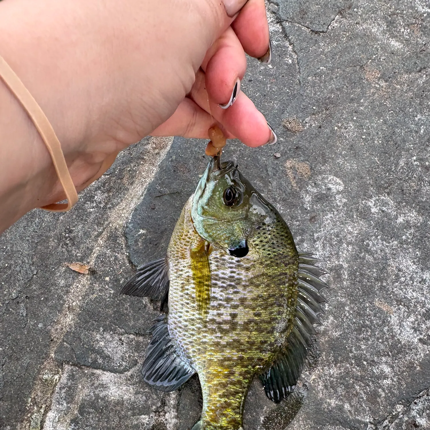 Bluegill caught on Fishbrain