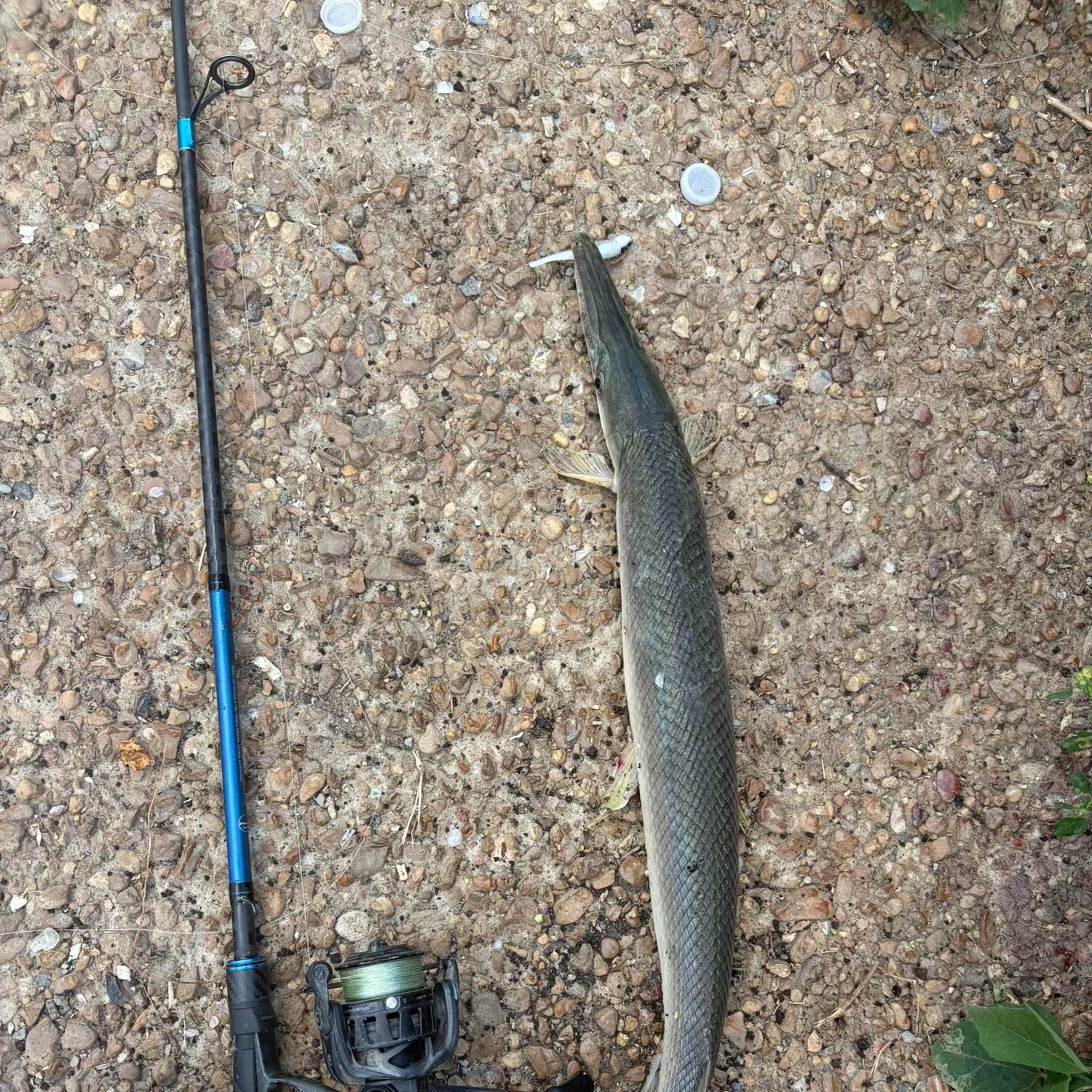 Shortnose gar caught on Fishbrain