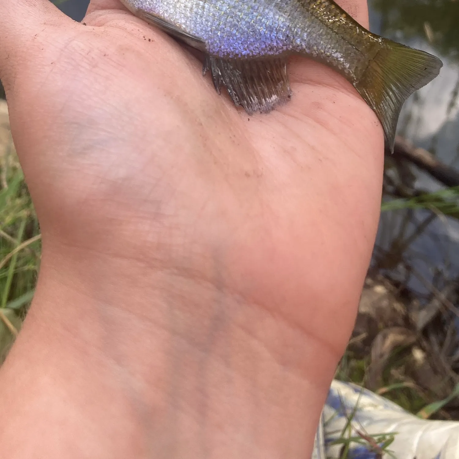 Bluegill caught on Fishbrain