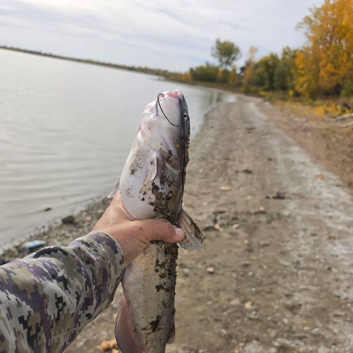 Channel catfish caught on Fishbrain