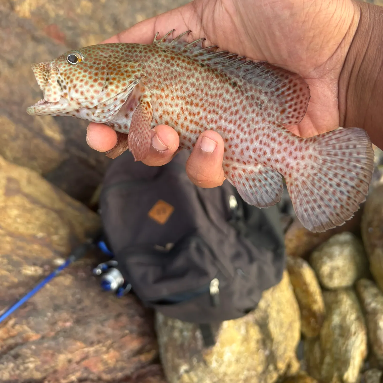 The most recent Strawberry hind catches on Fishbrain