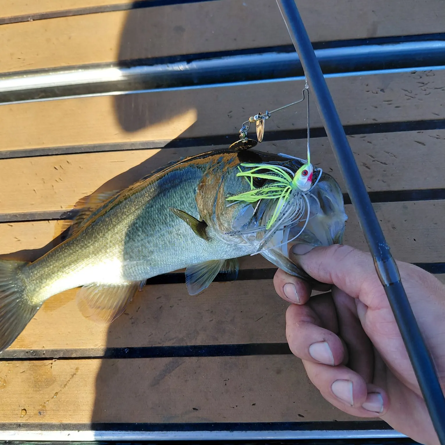 Largemouth bass caught on Fishbrain
