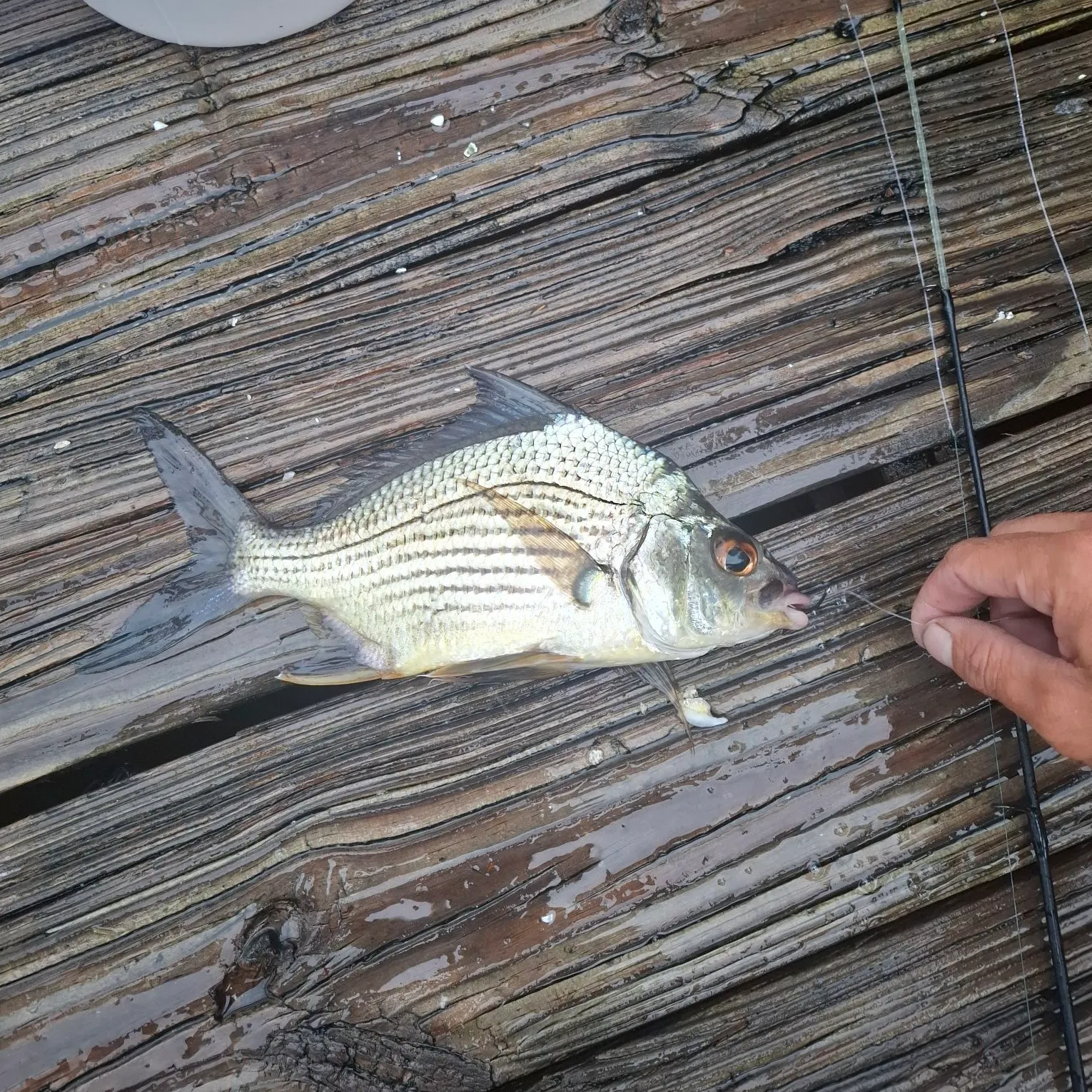 Striped mojarra caught on Fishbrain
