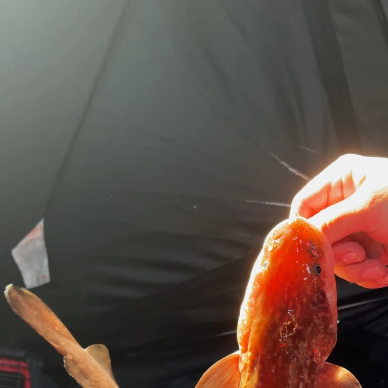 The most recent Burbot catches on Fishbrain