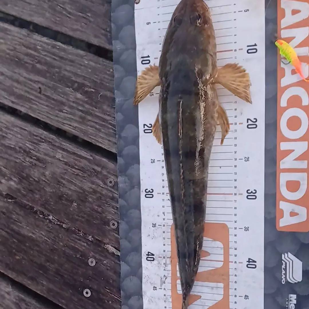 Dusky flathead caught on Fishbrain