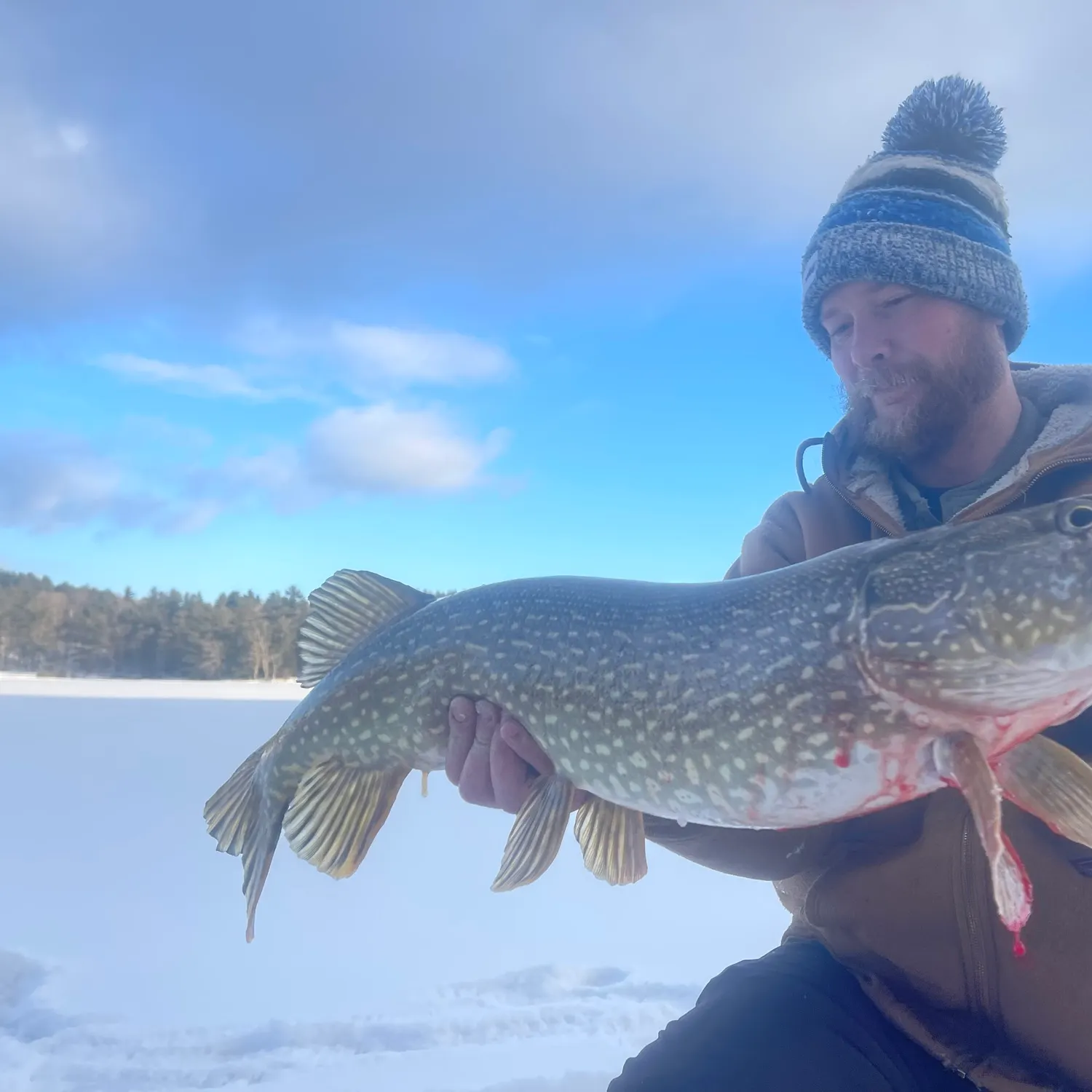 Northern pike caught on Fishbrain