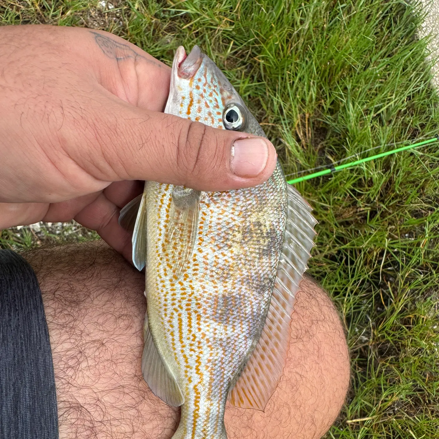 The most recent Sailor's choice grunt catches on Fishbrain