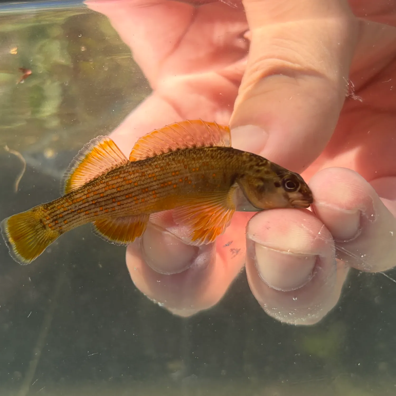 The most recent Bluebreast darter catches on Fishbrain