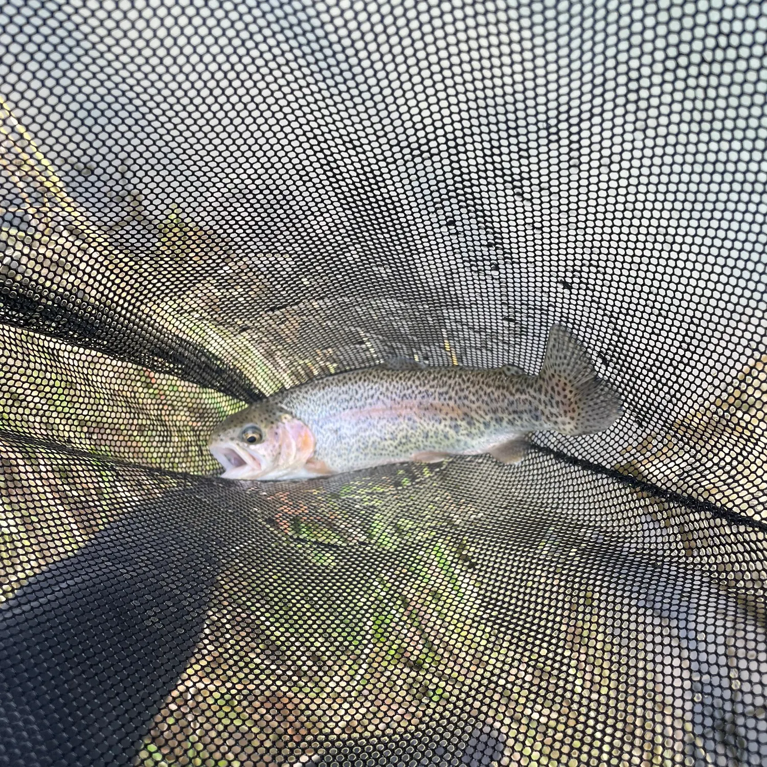 Rainbow trout caught on Fishbrain