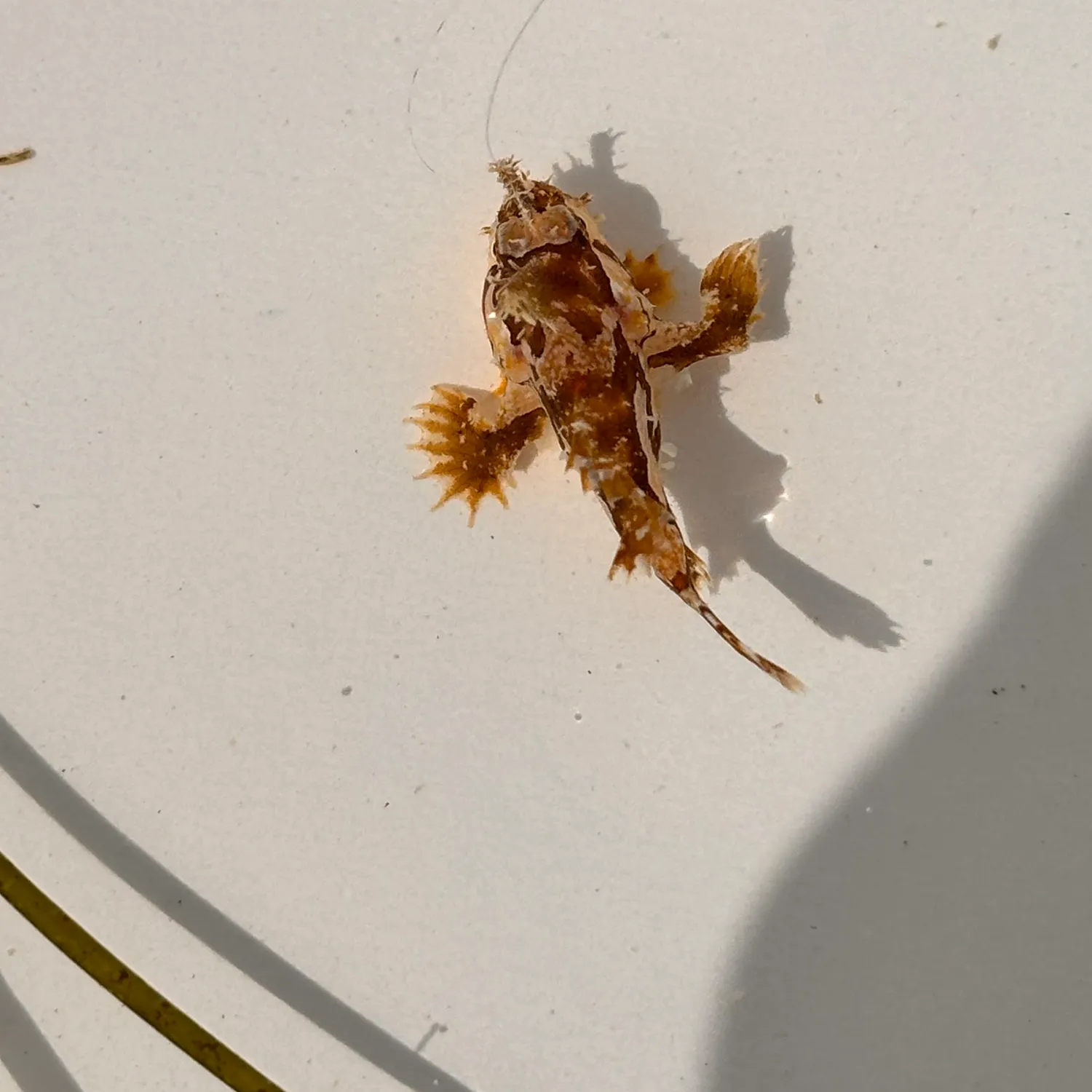 The most recent Sargassumfish catches on Fishbrain