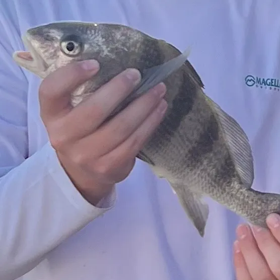 Black drum caught on Fishbrain