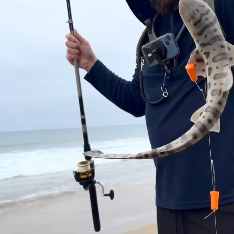 The most recent Leopard shark catches on Fishbrain