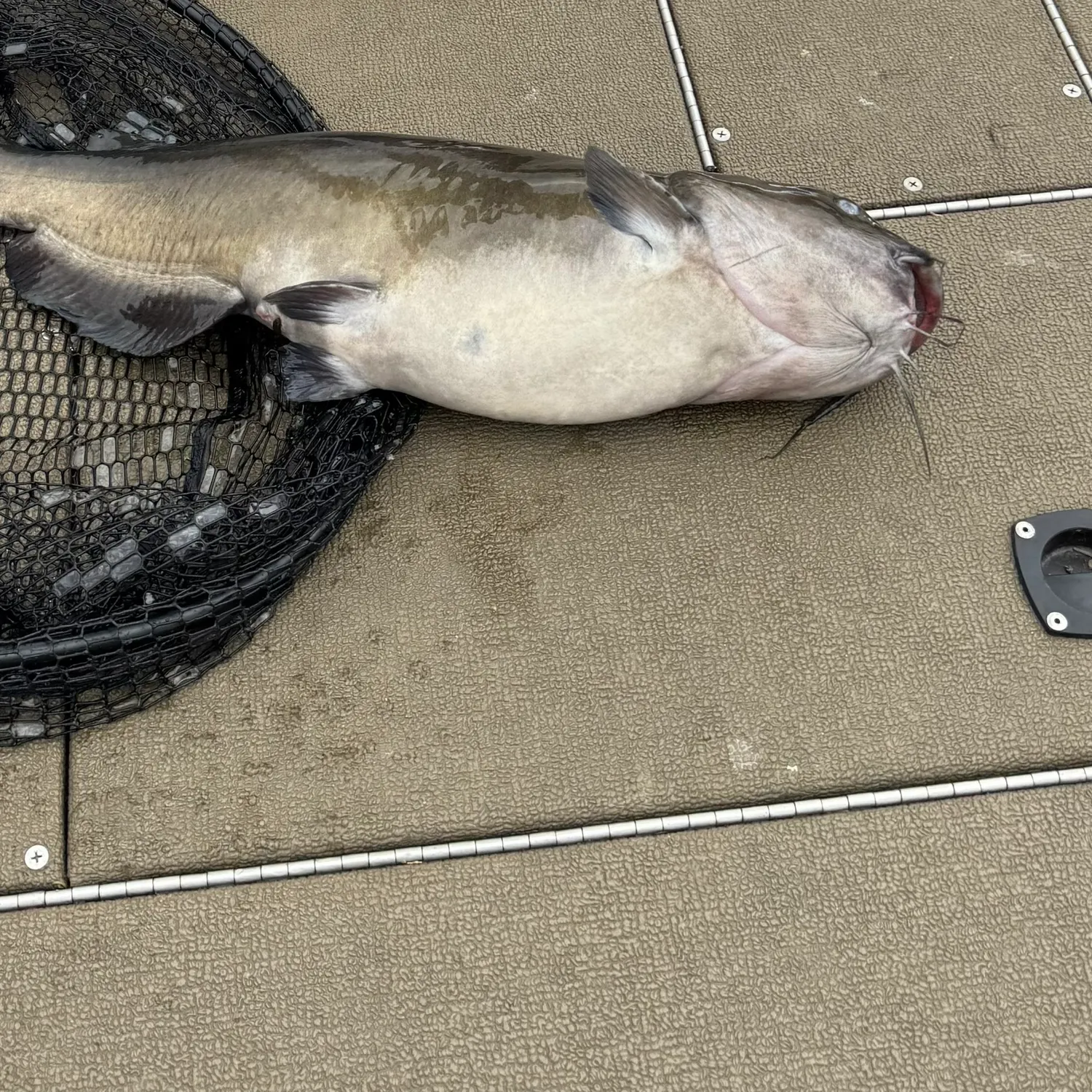 Flathead catfish caught on Fishbrain