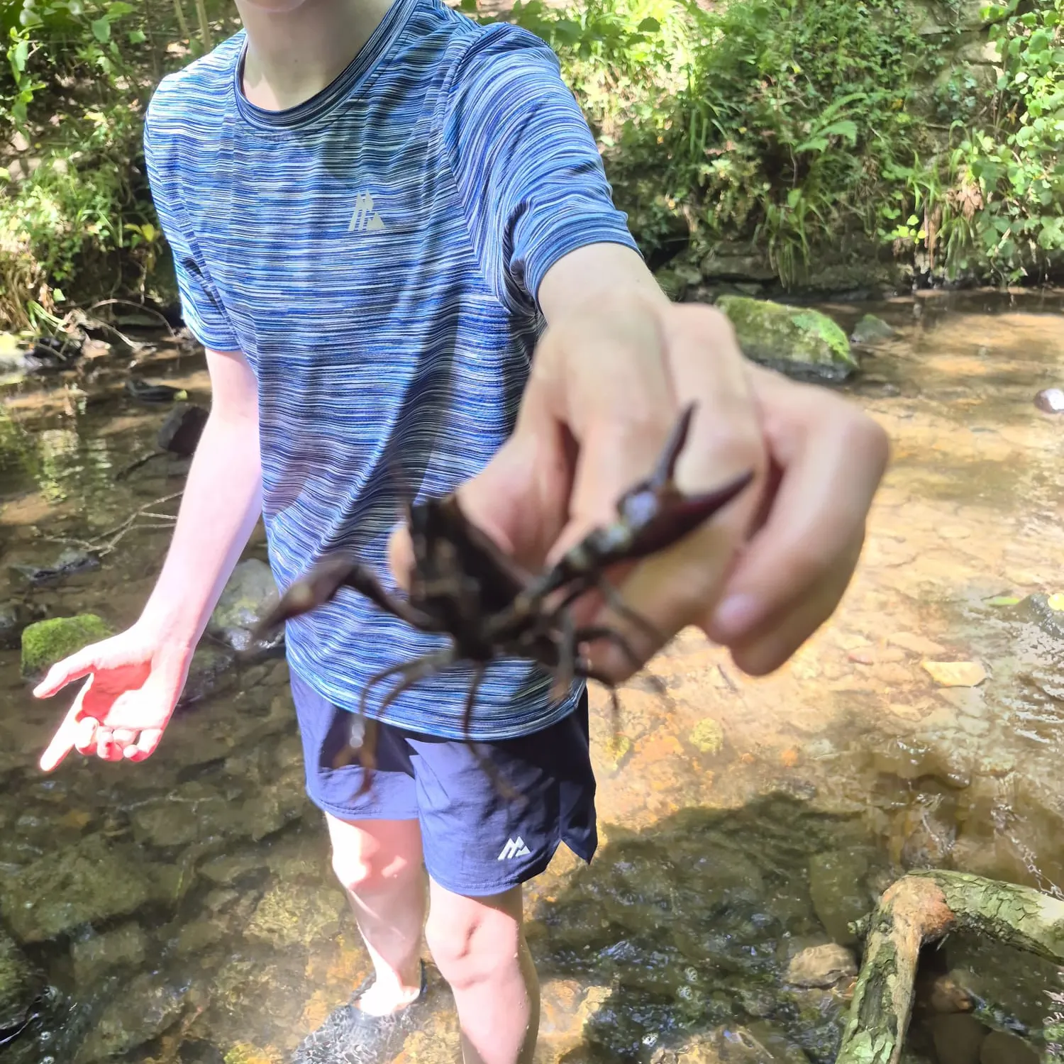 The most recent Signal crayfish catches on Fishbrain