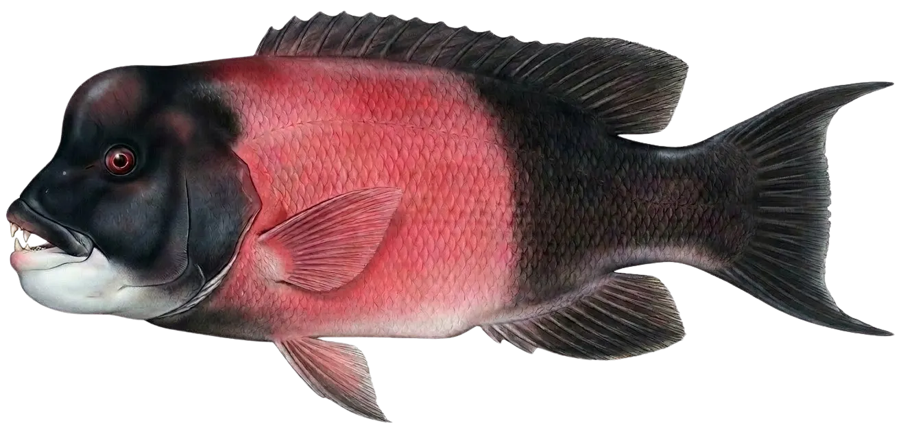 California sheephead