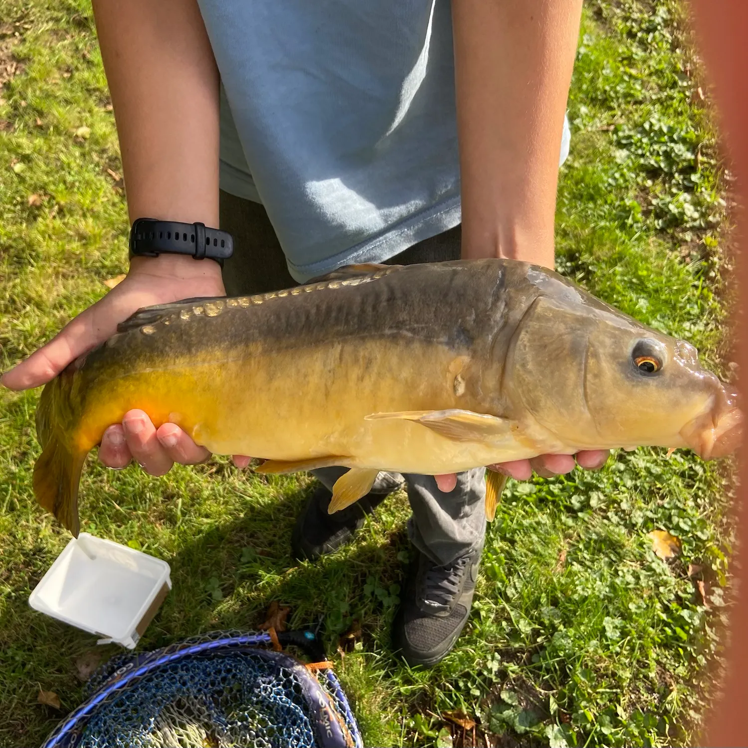 Mirror carp caught on Fishbrain