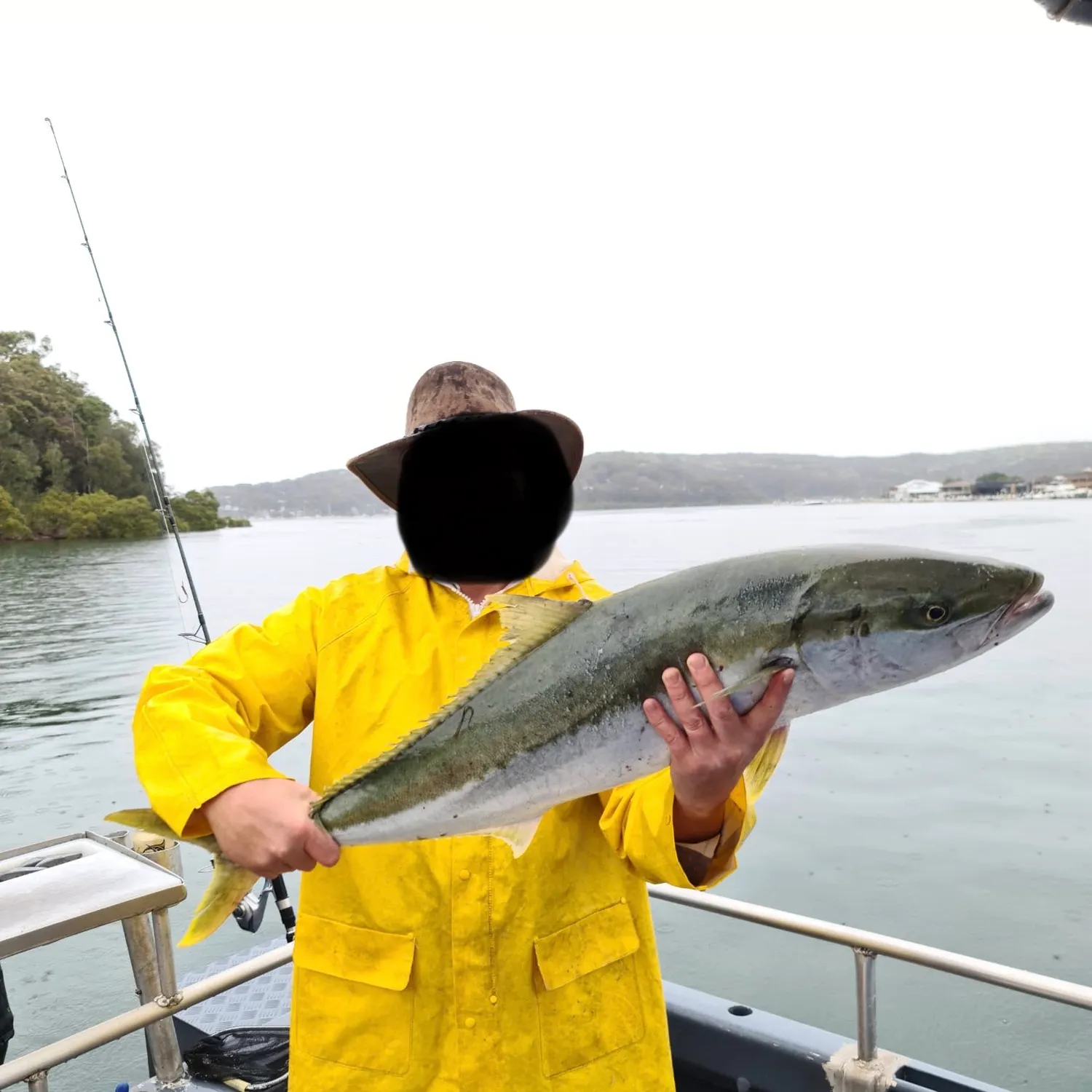 The most recent Southern yellowtail amberjack catches on Fishbrain