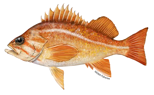 Canary rockfish