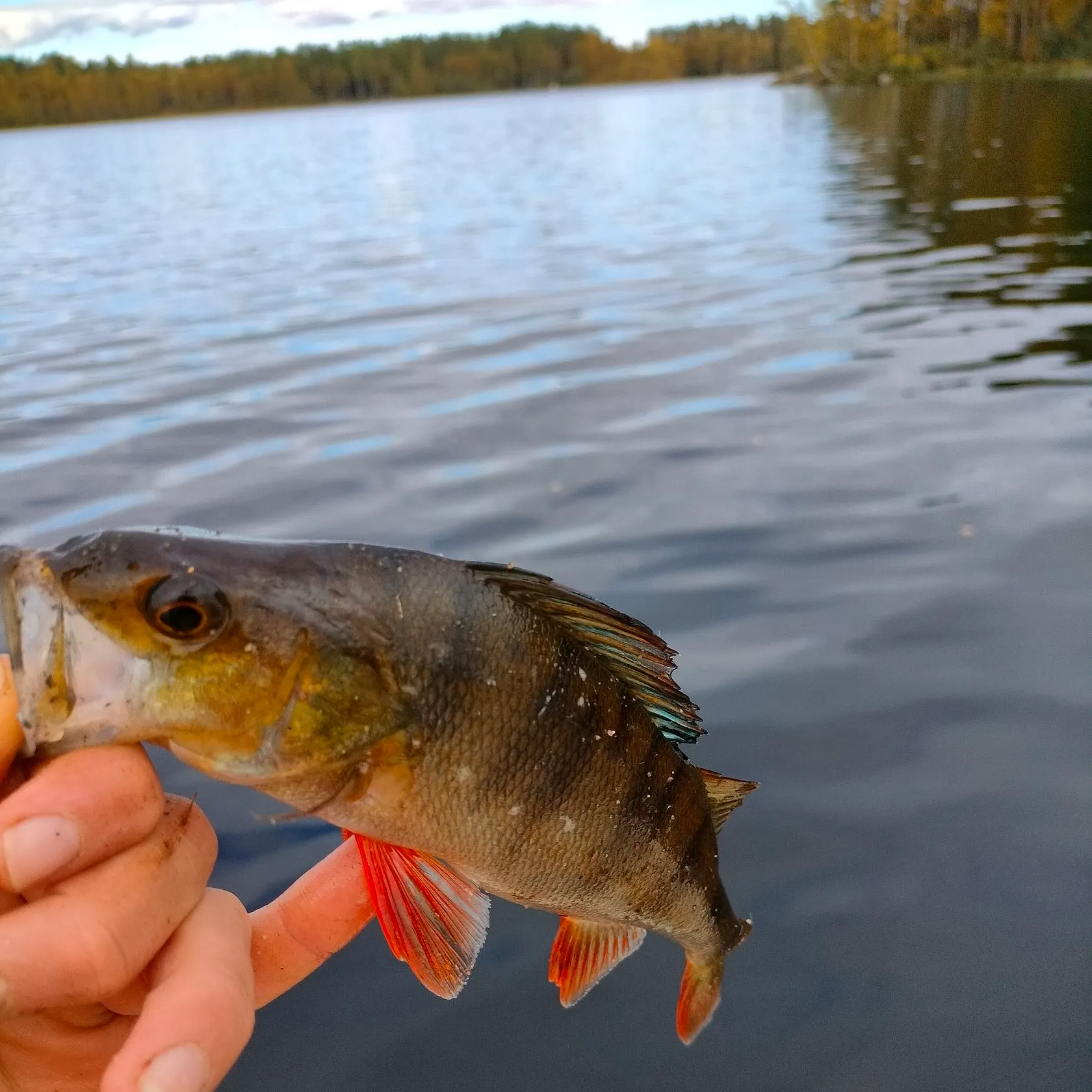 European perch caught on Fishbrain