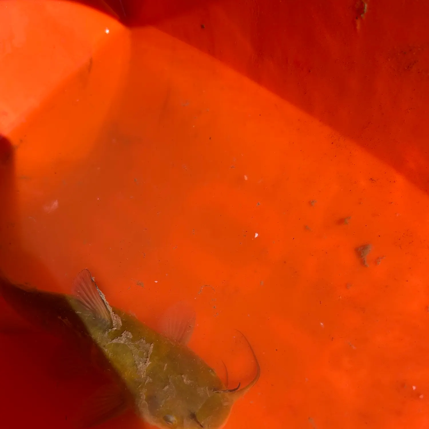 Yellow bullhead caught on Fishbrain