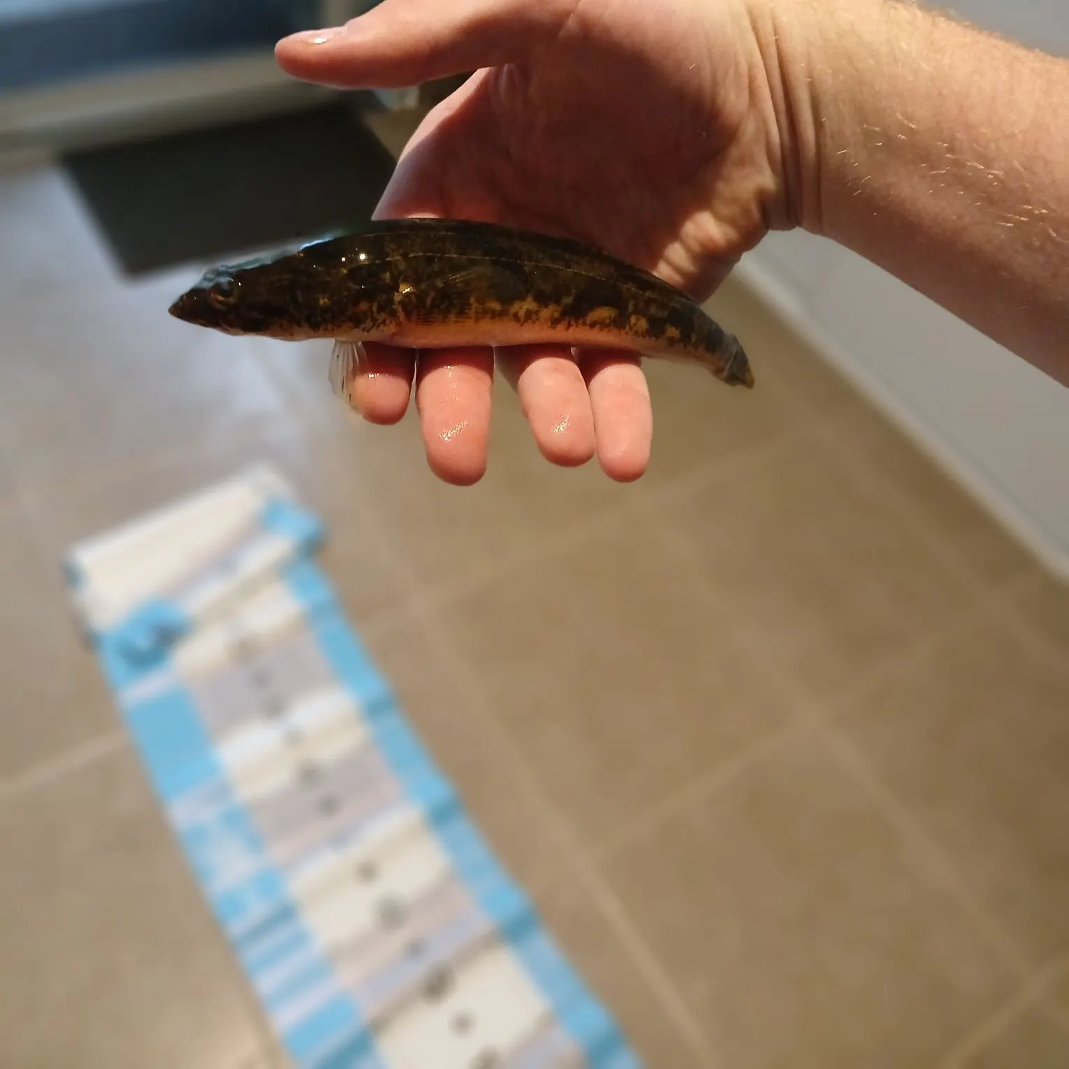 The most recent Tupong catches on Fishbrain