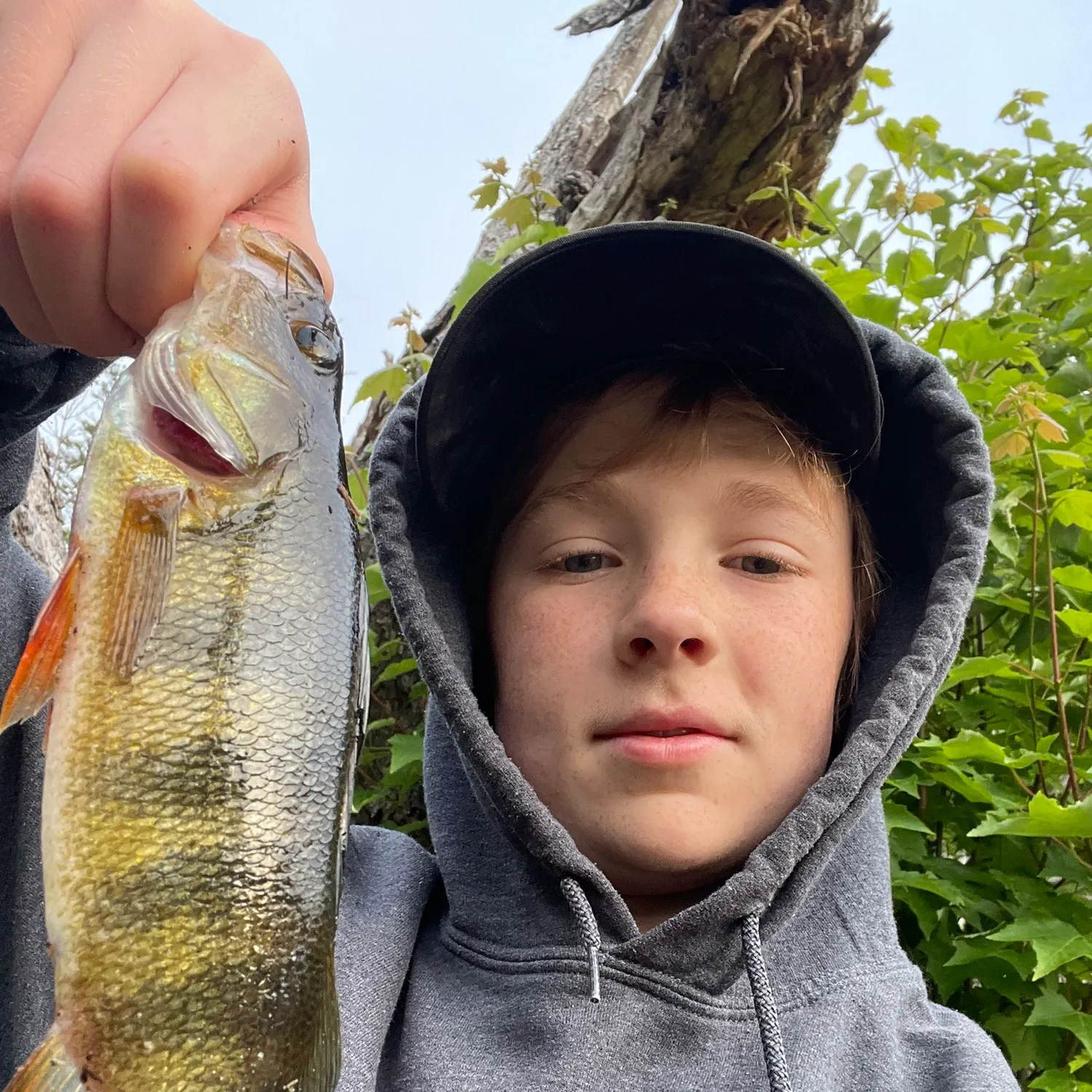 Yellow perch caught on Fishbrain