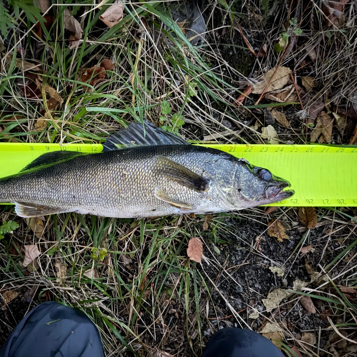 Walleye caught on Fishbrain