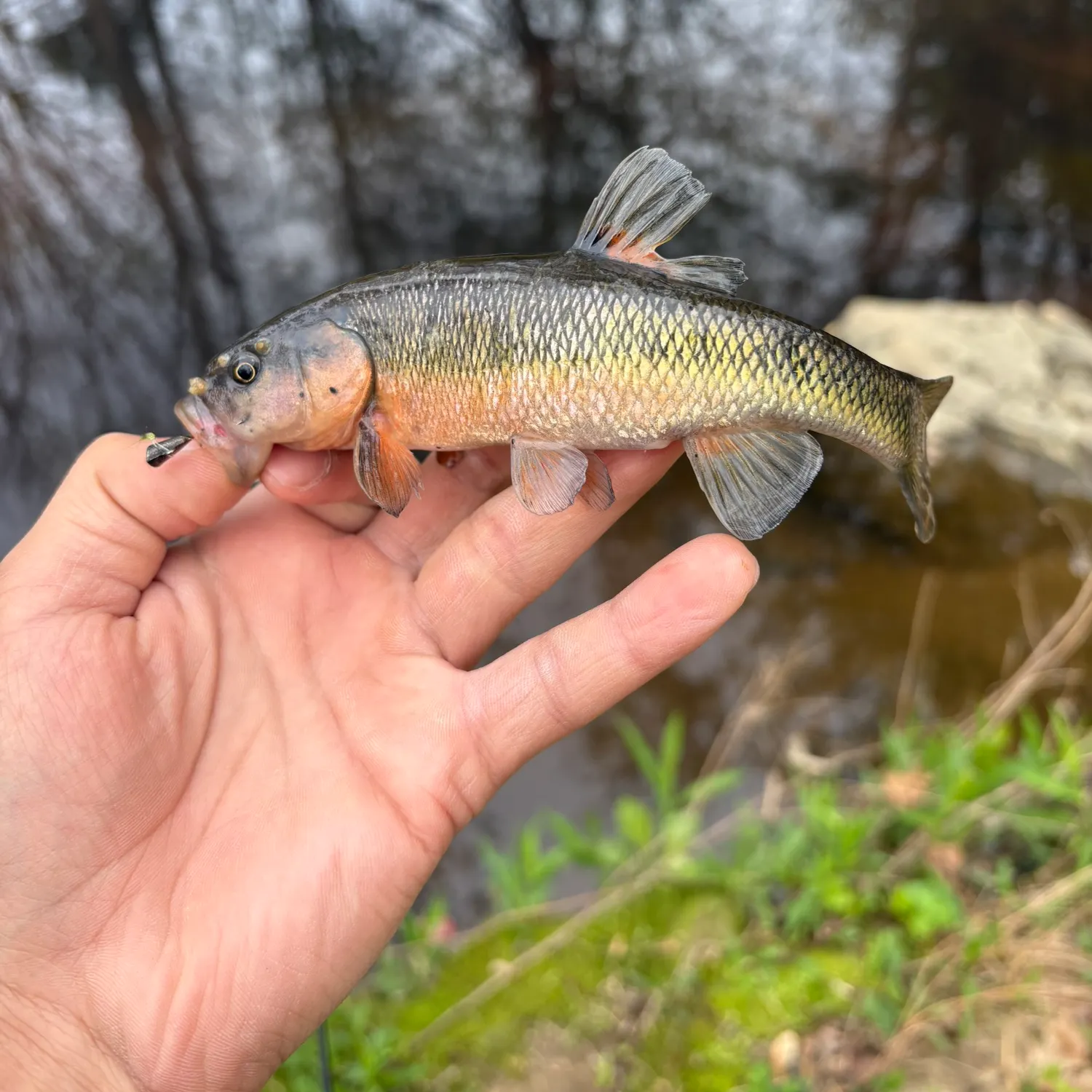 The most recent Bluehead chub catches on Fishbrain
