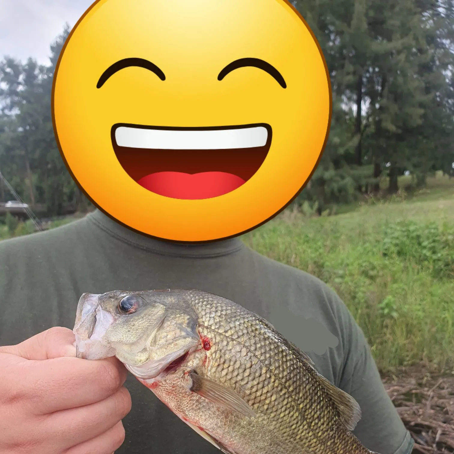 The most recent Estuary perch catches on Fishbrain