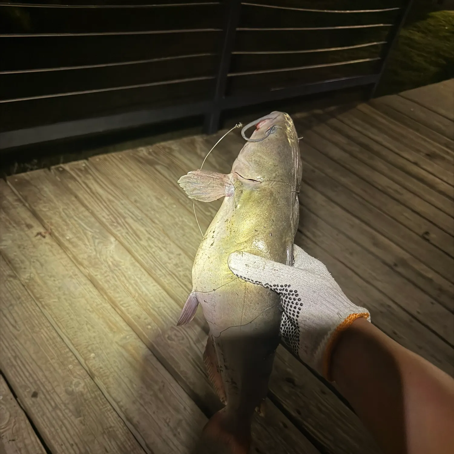 Channel catfish caught on Fishbrain