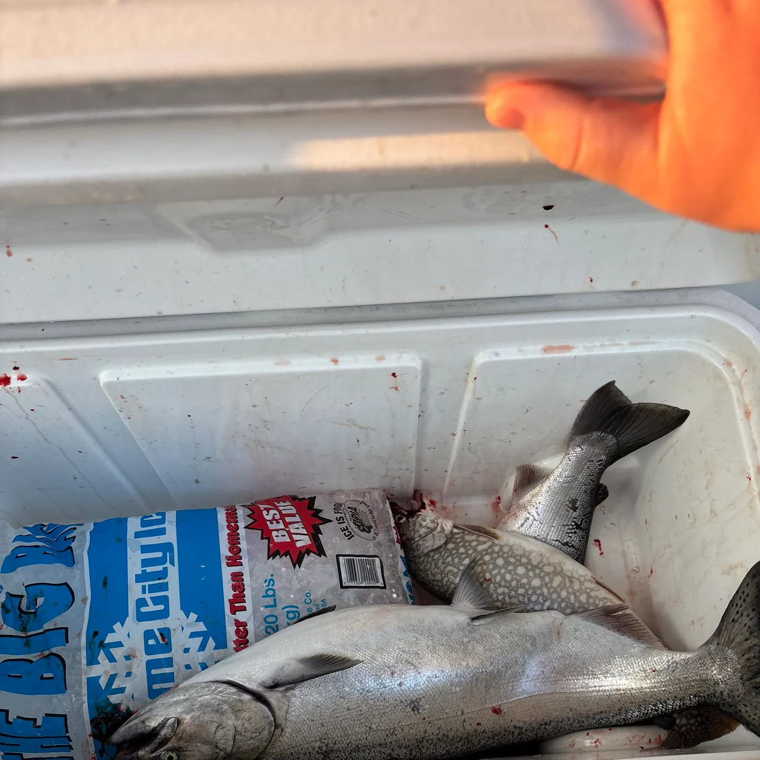 recently logged catches