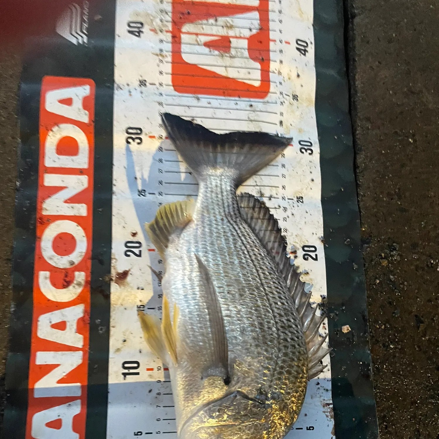 Surf bream caught on Fishbrain