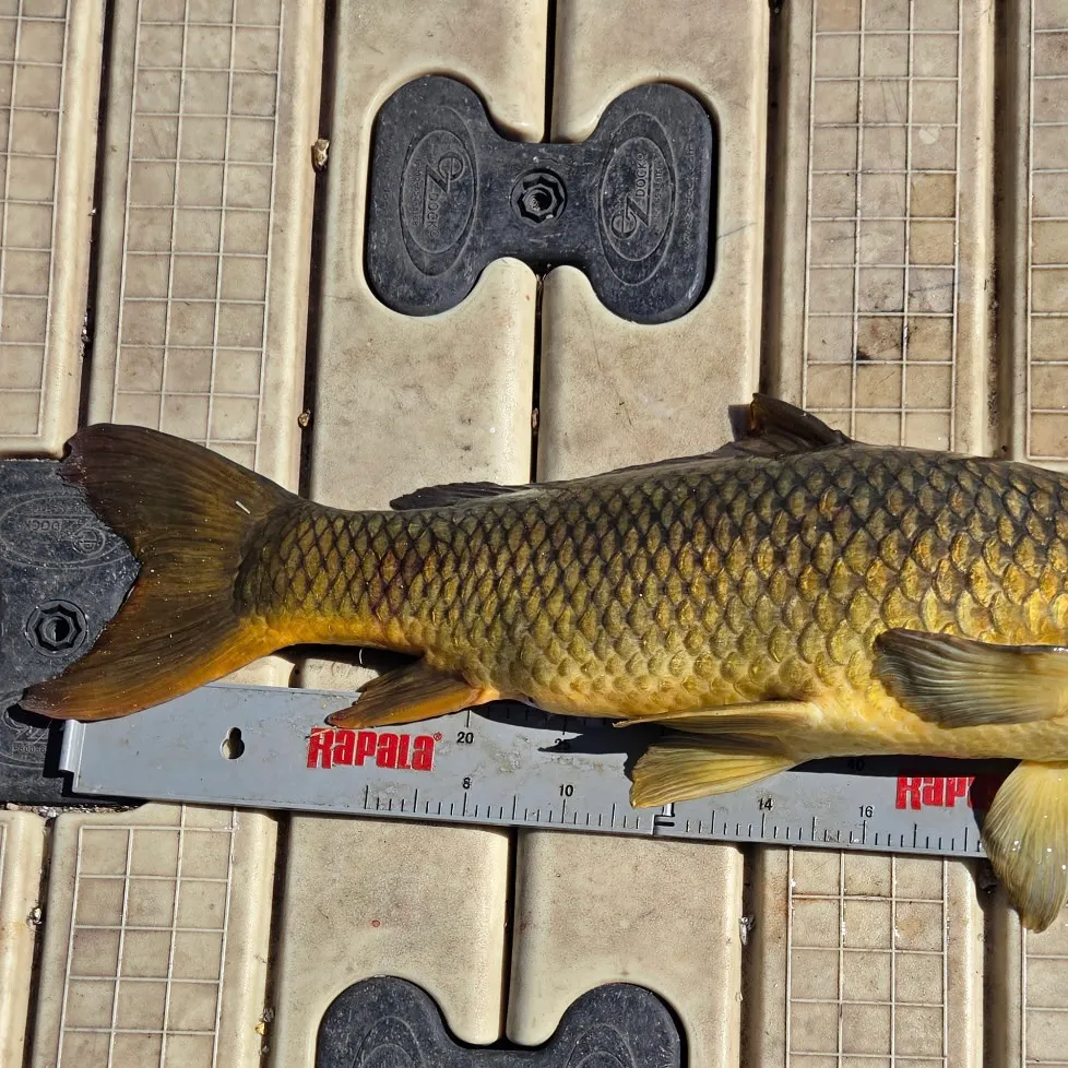 Common carp caught on Fishbrain