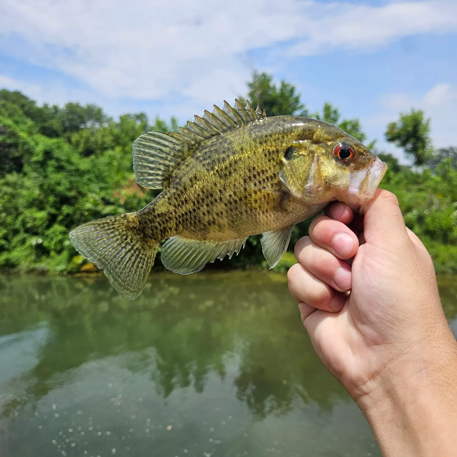 Rock bass caught on Fishbrain