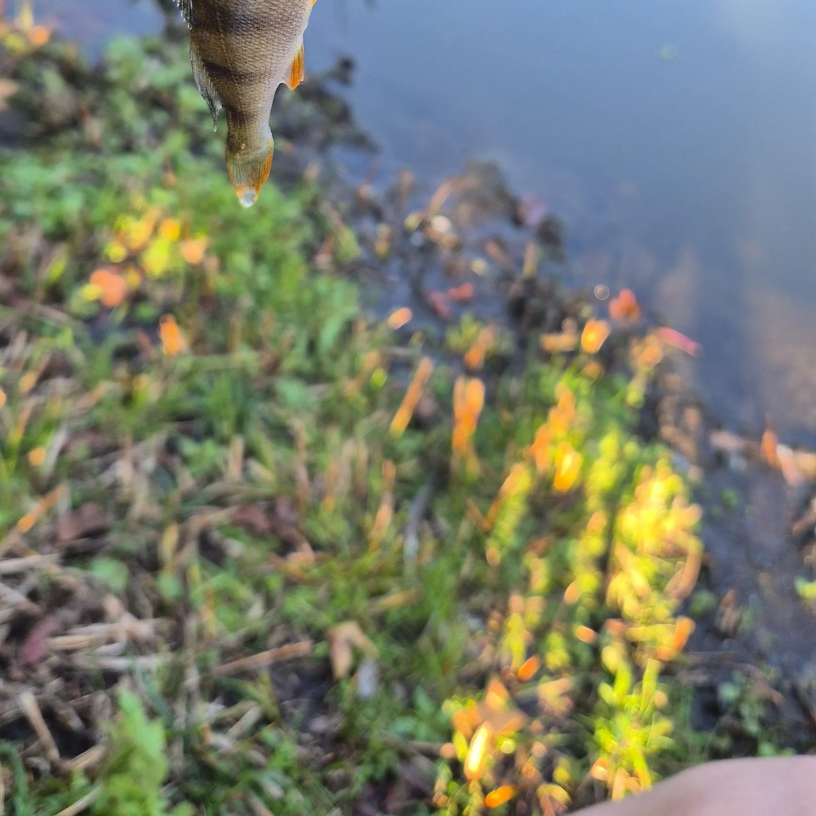 European perch caught on Fishbrain